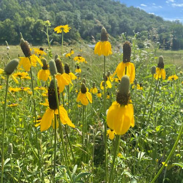 Prairie Coneflower - Prairie Native, Ratibida columnifera seeds